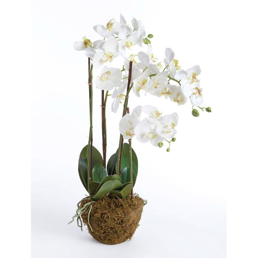 Phalaenopsis Orchid Drop-In 30”