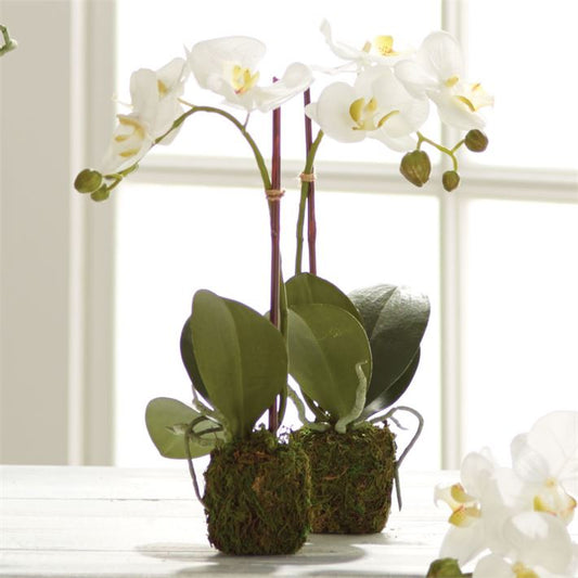 Phalaenopsis Orchid Drop-In 15”